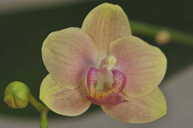 tropische Orchidee