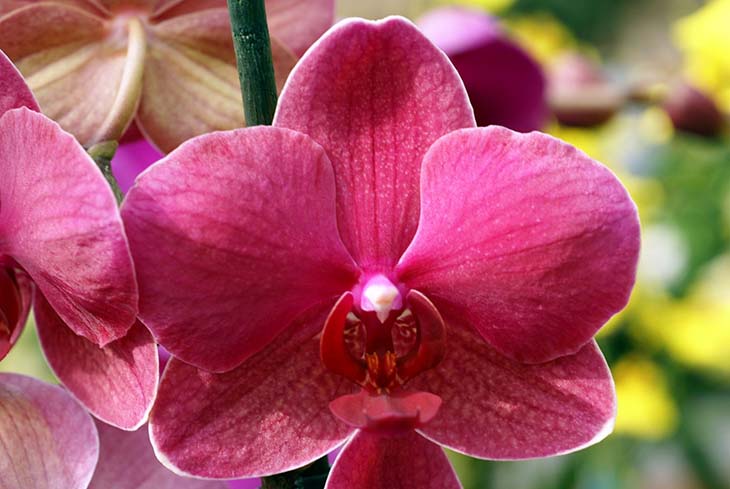 orchidee1 - Vous avez reçu une orchidée en cadeau ? Voici la signification cachée de chaque couleur de fleur