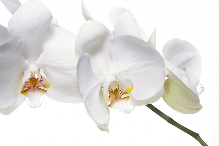 orchidee2 - Vous avez reçu une orchidée en cadeau ? Voici la signification cachée de chaque couleur de fleur