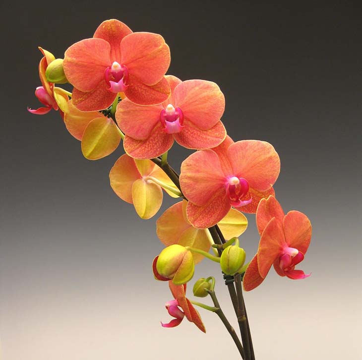 orchidee3 - Vous avez reçu une orchidée en cadeau ? Voici la signification cachée de chaque couleur de fleur