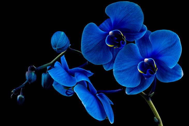 Vous avez reçu une orchidée en cadeau ? Voici la signification cachée de  chaque couleur de fleur