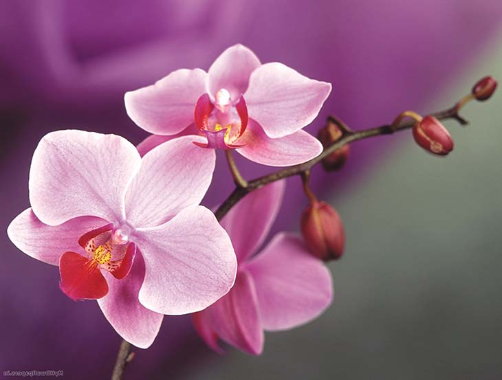 orchidee5 - Vous avez reçu une orchidée en cadeau ? Voici la signification cachée de chaque couleur de fleur