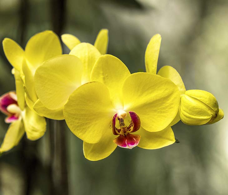 orchidee6 - Vous avez reçu une orchidée en cadeau ? Voici la signification cachée de chaque couleur de fleur