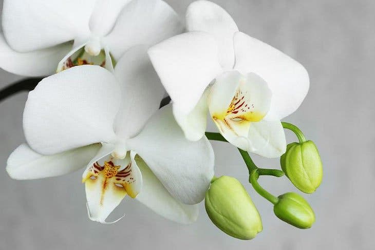 orchidées-1