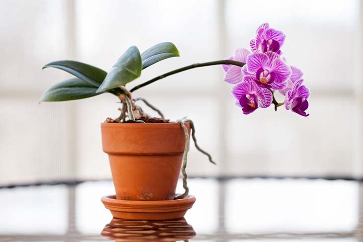 orchidées