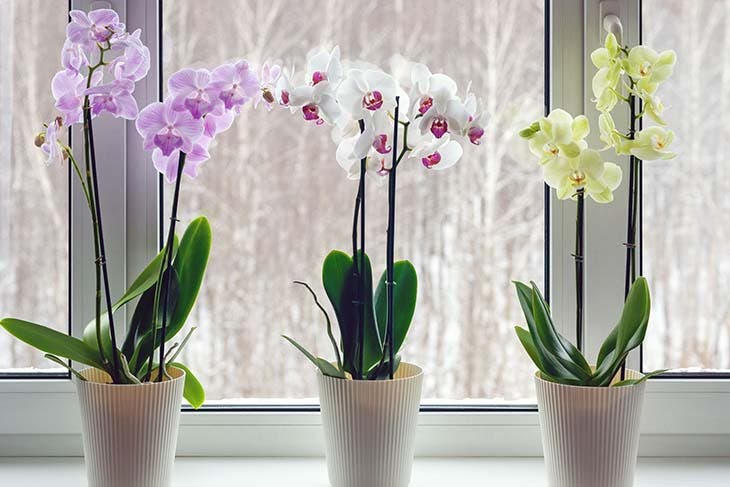 Orchidées en pot - source : spm Orchidées en pot - source : spm