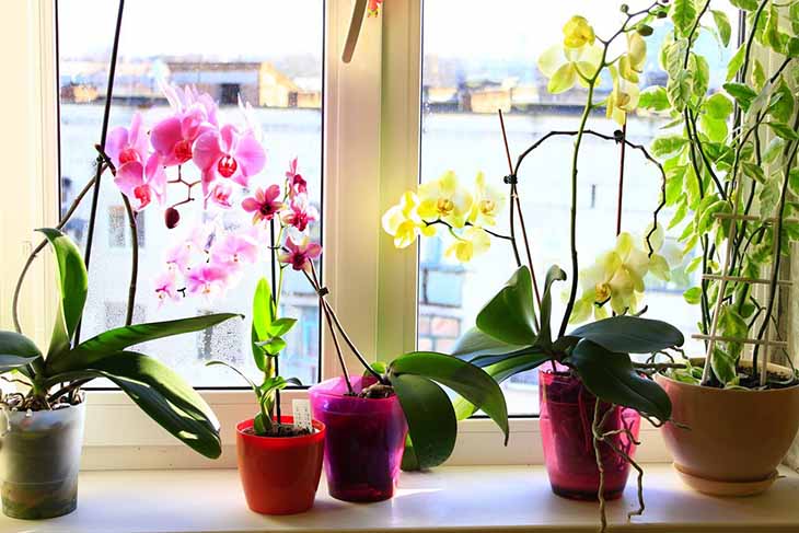 orchidées lumiere jour