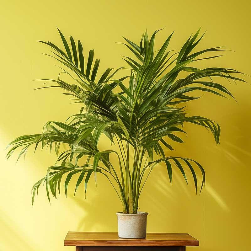 Quelle plante absorbe l'humidité dans une salle de bain ? Top 10 pour  déshumidifier l'air