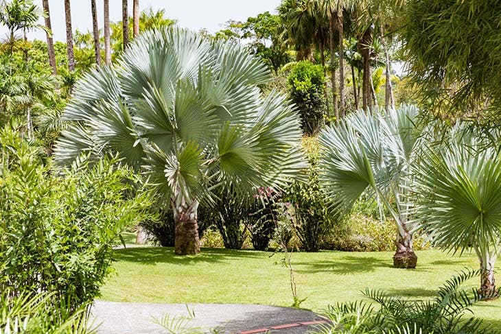 mexican blue palm tree in the garden