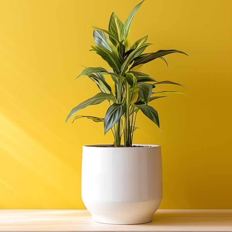 Quelle plante absorbe l'humidité dans une salle de bain ? Top 10 pour  déshumidifier l'air