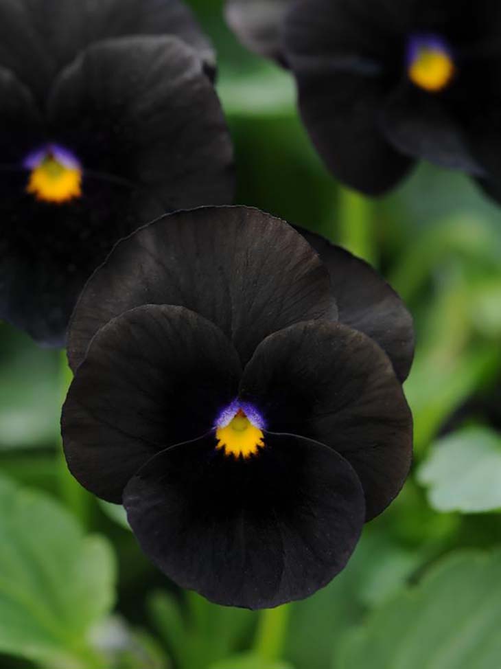 pensée fleurs noirs