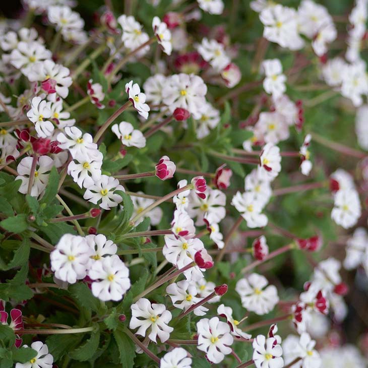 noche-phlox