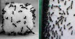Piège à fourmis : exterminez-les pour toujours sans utiliser de pesticides