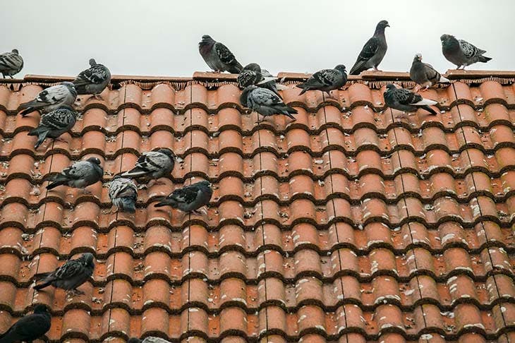 pigeons toit
