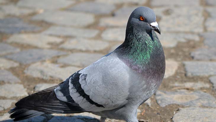 Balcon, toit, jardin… Comment éloigner les pigeons ? : Femme Actuelle Le MAG