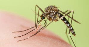 Piqûre de moustique : Combien de temps pour qu'elle disparaisse ?