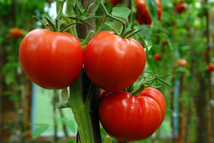 plant de tomate