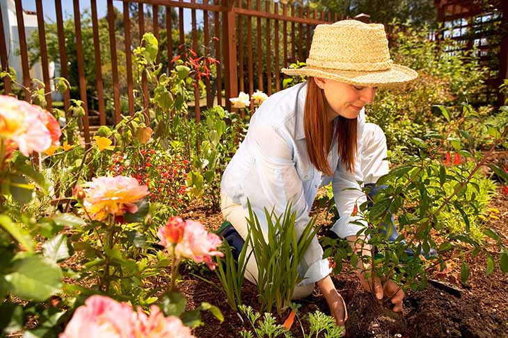 plantando rosas