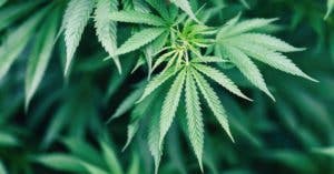 Cannabis, la drogue qui devient un médicament