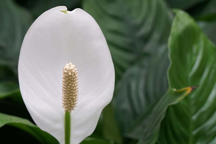 Plante fleurie qui peut porter bonheur 