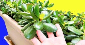 Comment faire pousser un arbre de Jade plus rapidement