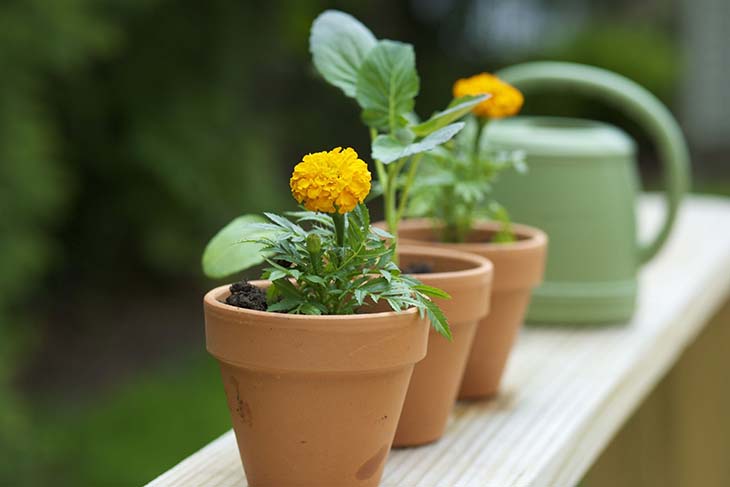 planta de caléndula en maceta