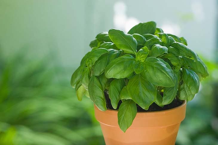 Una planta de albahaca en maceta