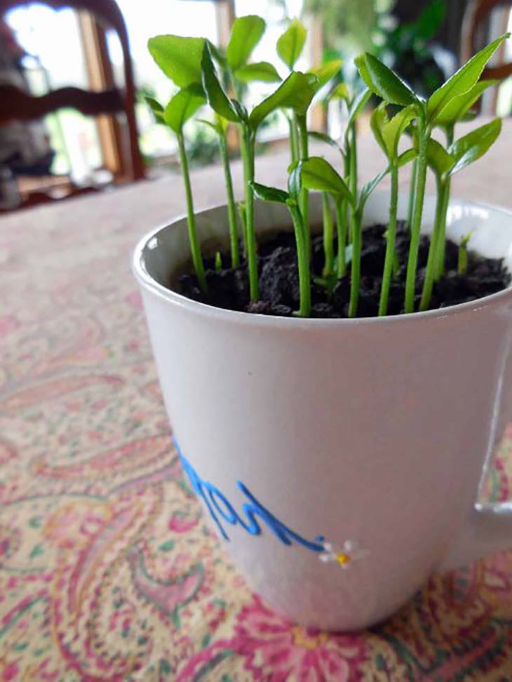 taza de planta de limon