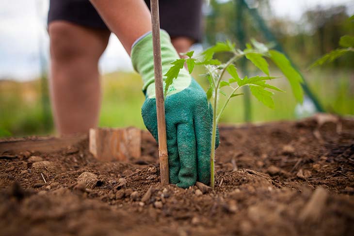 plantar tomates