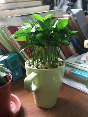 planta limón en una taza y tu casa siempre olerá bien