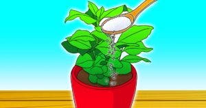 Pourquoi faut-il planter du riz dans vos pots de fleurs