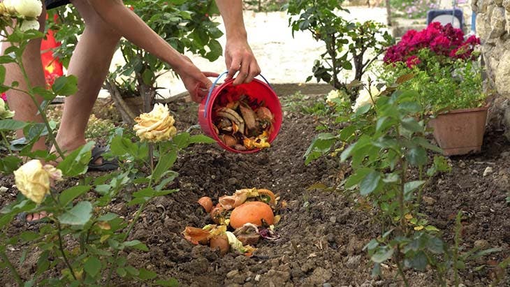 Planter les déchets alimentaires – source : spm Planter les déchets alimentaires – source : spm