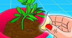 planter une gousse d’ail dans vos pots de plantes final