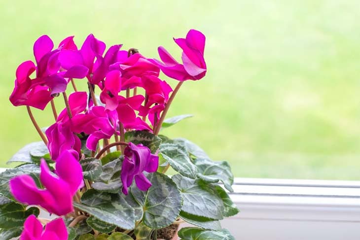 Cyclamen, a toxic plant for pets.