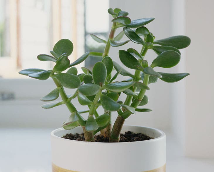 Arbre à Jade, Crassula ovata : planter, cultiver, multiplier