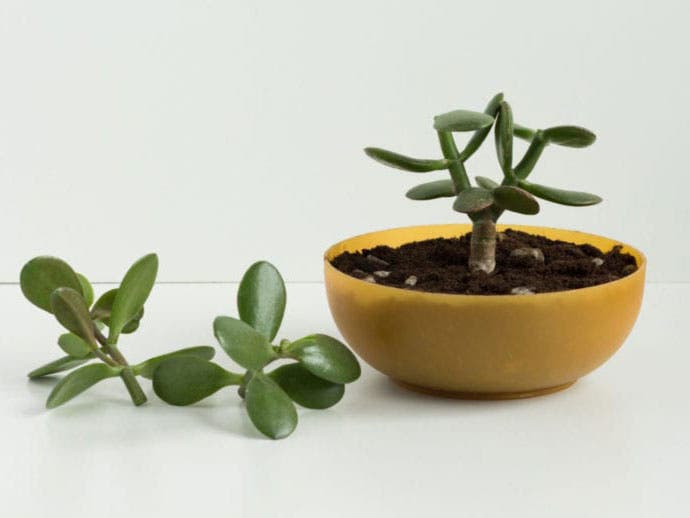 Bouturage des tiges. source : spm Bouturage des tiges. source : spm
