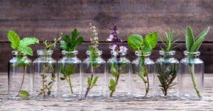 10 plantes aromatiques qui n’ont pas besoin de terre pour pousser