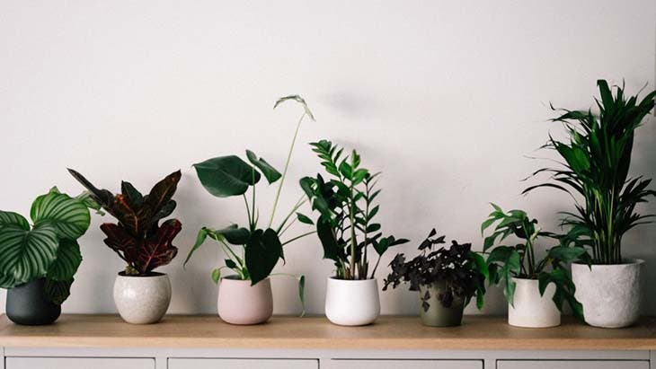 plantes d'appartement