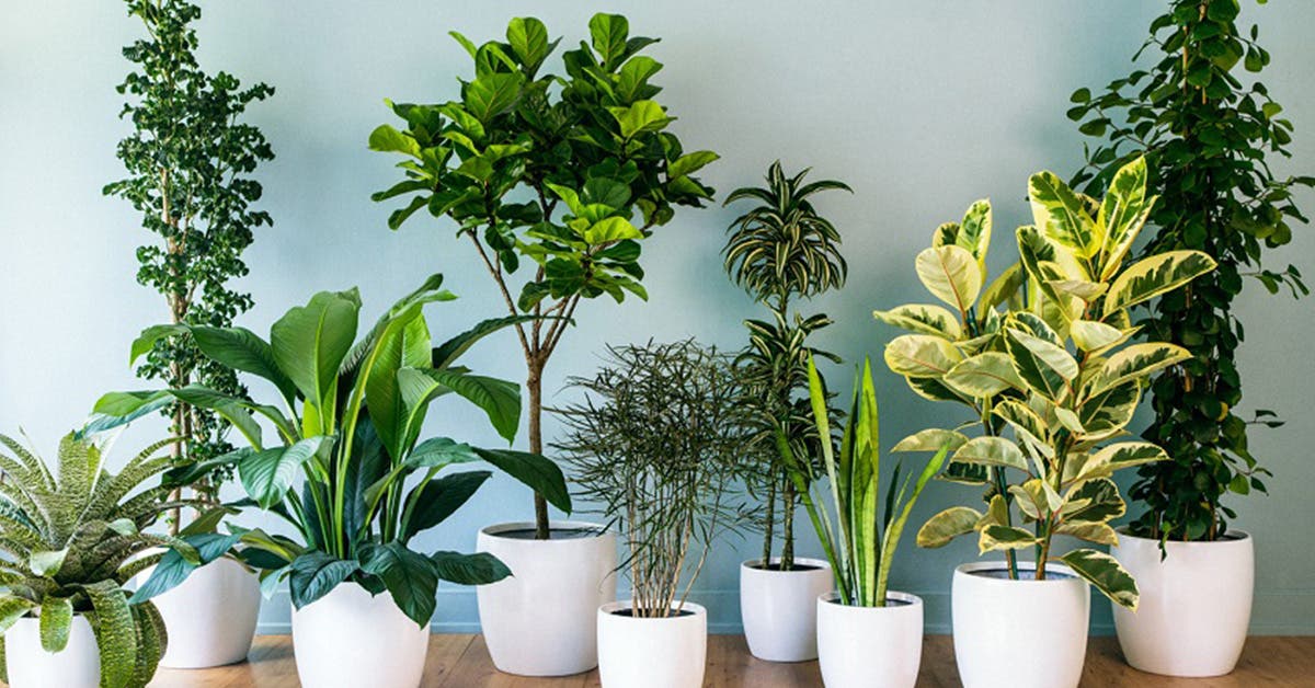 6 plantes qui chassent les mauvais esprits et les mauvaises énergies de la maison