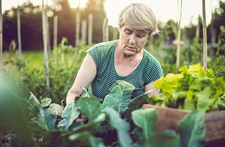 plantas de jardin