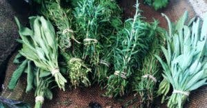 7 plantes « légales » à fumer que vous pouvez cultiver à la maison