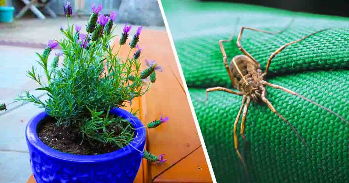 Plantes anti-moustiques faciles à planter au jardin ou en pot