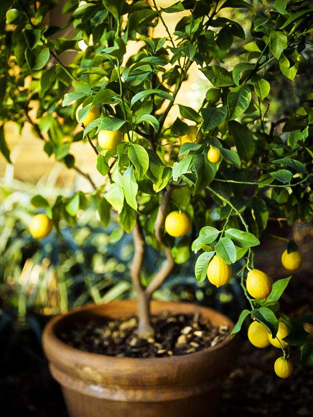 10 plantes qui portent chance et apportent une énergie positive dans la maison