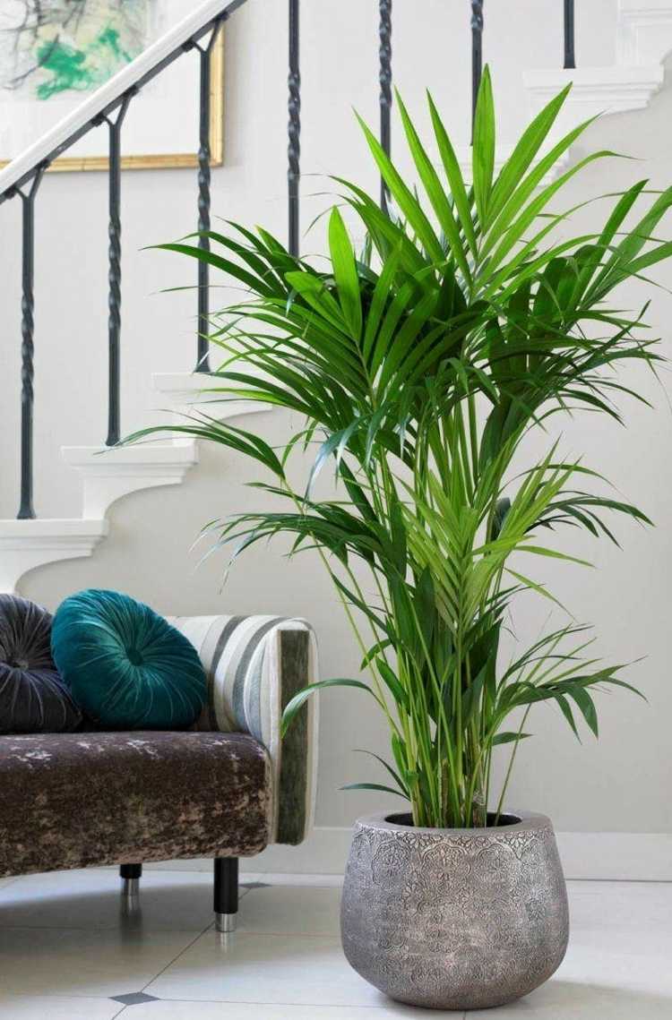 10 plantes qui portent chance et apportent une énergie positive dans la maison