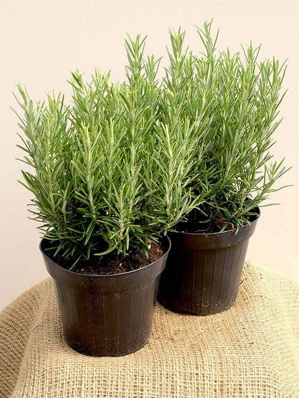 10 plantes qui portent chance et apportent une énergie positive dans la maison