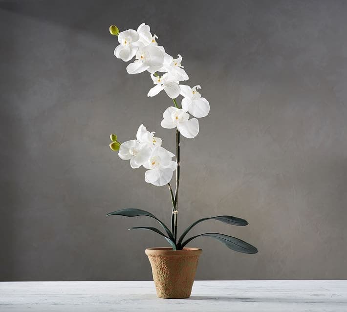 10 plantes qui portent chance et apportent une énergie positive dans la maison