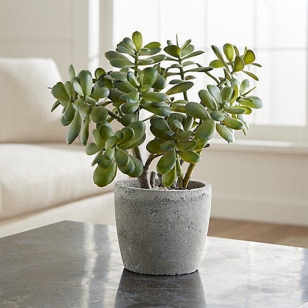 10 plantes qui portent chance et apportent une énergie positive dans la maison