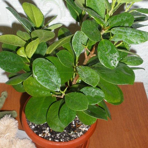 10 plantes qui portent chance et apportent une énergie positive dans la maison