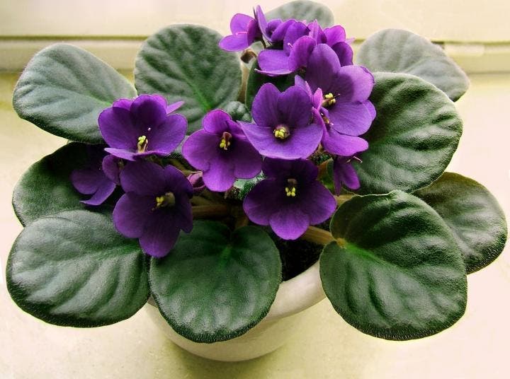 10 plantes qui portent chance et apportent une énergie positive dans la maison