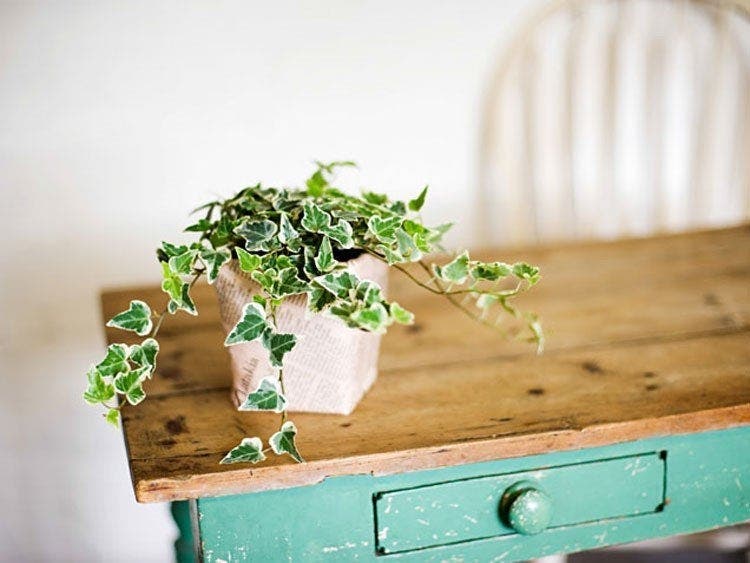 10 plantes qui portent chance et apportent une énergie positive dans la maison